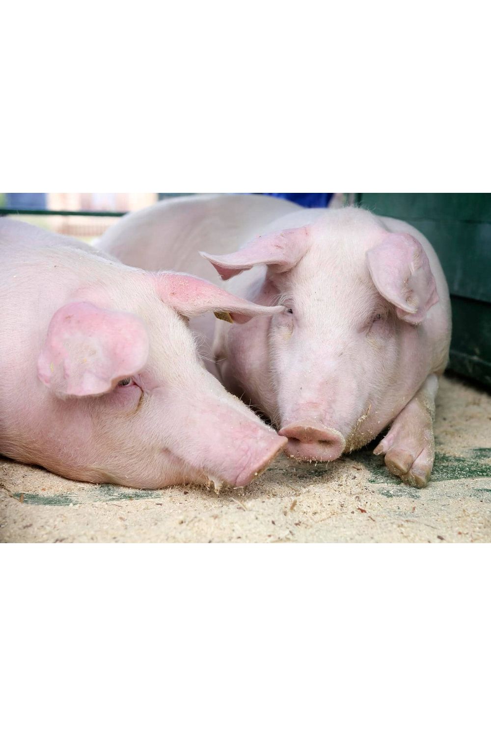 Middle White Yorkshire pig