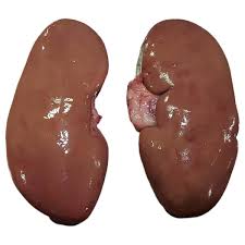 Pork Kidney